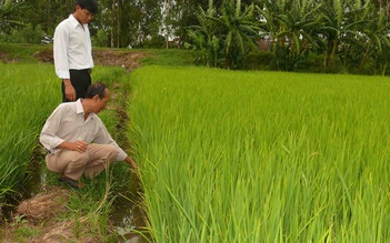 Nông dân làm ăn lớn - Kỳ 5: Thầy giáo làng tạo giống lúa mới