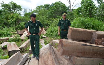 Biên phòng Quảng Trị phát hiện bãi gỗ lậu cực lớn