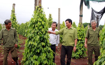 Trắng đêm canh dây tiêu