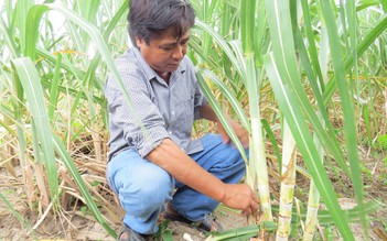 ‘Chuyên gia’ về mía