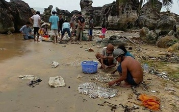 Hải sâm bị sóng đánh dạt đầy bãi biển Phú Quốc