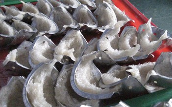 Phát hiện vi cá mập làm từ nhựa dẻo