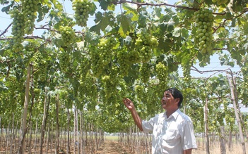 Liên kết làm nho sạch