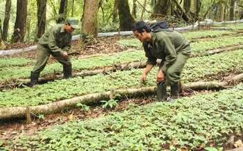 Chuyện lạ trên thủ phủ sâm