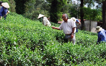 Dứt ruột phá bỏ vườn chè ô long