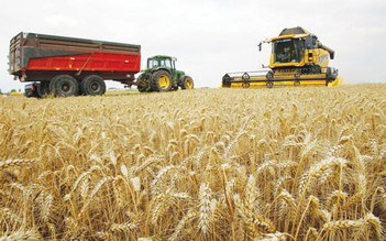 Ngưng nhập lúa mì nhiễm mọt từ Ukraine