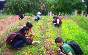 Sinh viên chế thuốc thảo mộc trừ sâu, giúp nông dân trồng rau sạch