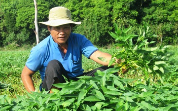 Tự tạo cơ hội: Nuôi con ăn học nhờ rau muống