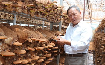 Tự tạo cơ hội: ‘Vui thú điền viên’ với trại nấm linh chi đỏ