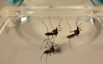 Kế hoạch thả muỗi chống vi rút Zika tại Nha Trang