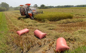 Nông nghiệp lấy xi măng bón lúa