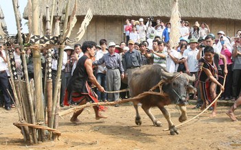 Lâm Đồng dừng đâm trâu trong lễ hội truyền thống