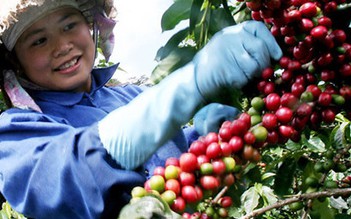 Cần có tiêu chuẩn đối với doanh nghiệp xuất khẩu cà phê