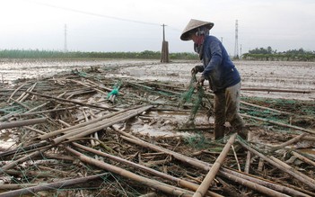 Nông dân khóc trên ruộng rau sau lũ