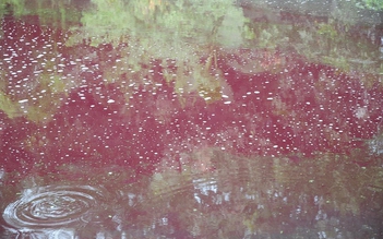 Sông Nhuệ bị nhuộm đỏ bất thường