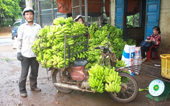 'Vương quốc chuối' vào mùa thu hoạch