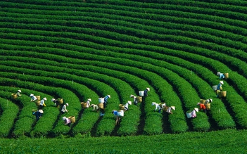Khai mạc lễ hội trà trên cao nguyên Mộc Châu