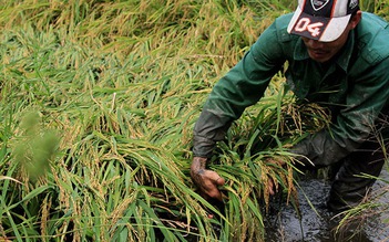 Gần 7.000 ha lúa ngập úng do mưa lớn