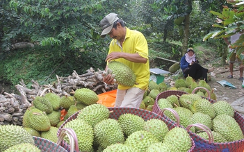 Sầu riêng nghịch vụ 'ăn đứt' sầu riêng nhập khẩu