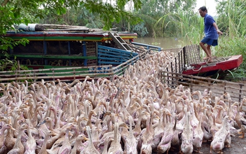 ‘Nghiện’ kháng sinh trong chăn nuôi