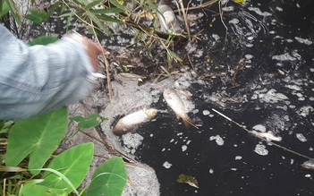 Nhà máy chế biến gỗ xả nước thải gây ô nhiễm môi trường