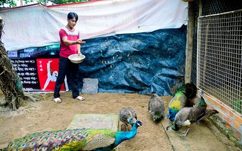 Thu nhập hàng trăm triệu đồng từ nuôi chim công