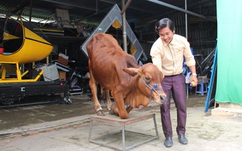 Người 'biến' bò đá banh làm xiếc và đừng mắng nhiếc 'ngu như bò' nữa