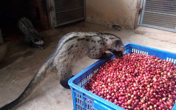 Nuôi chồn để làm... cà phê chồn