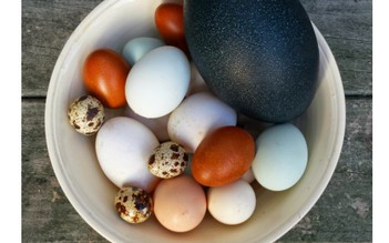 Các loại trứng cút, đà điểu, gà tây, ngỗng... bổ dưỡng như thế nào?