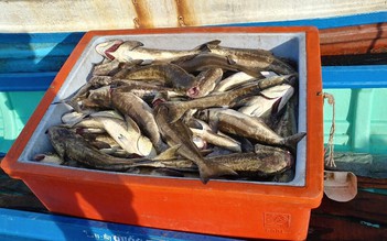 Hơn 4,5 tấn cá bớp bị chết do sinh vật lạ tấn công