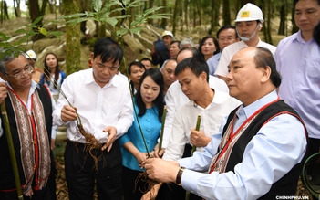 Sâm Ngọc Linh phải trở thành thương hiệu quốc tế