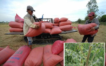 Nguy cơ mất thị trường xuất khẩu do cỏ kế đồng