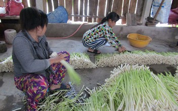 Ăn nên làm ra từ cây bồn bồn