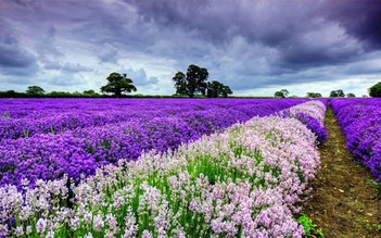 Mùa hè này đi đâu ngắm cánh đồng hoa lavender?
