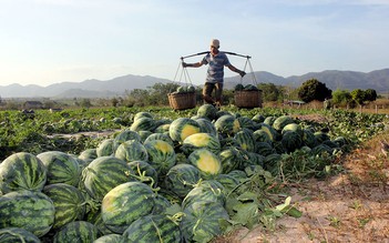 Nỗi niềm người trồng dưa