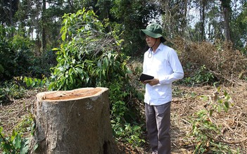 Đề xuất xử phạt hành chính cá nhân vụ phá rừng trồng dược liệu