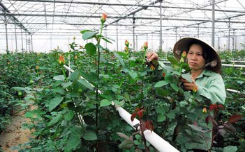 Cần 6 - 12 tháng để phục hồi thị trường xuất khẩu hoa