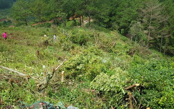 Điều tra vụ phá hoại rừng trồng sau giải tỏa ở Đà Lạt