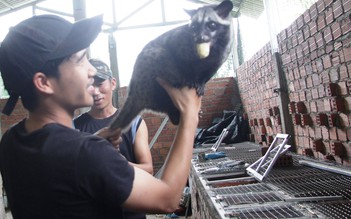 Chàng trai nuôi chồn hương doanh thu hàng trăm triệu đồng