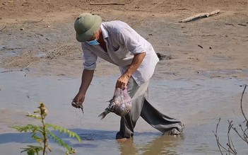 Quảng Trị: Cá chết bất thường quanh KCN Quán Ngang