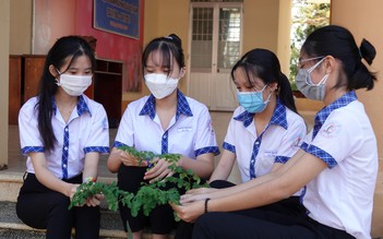 Học sinh làm trà thảo dược từ lá chùm ngây