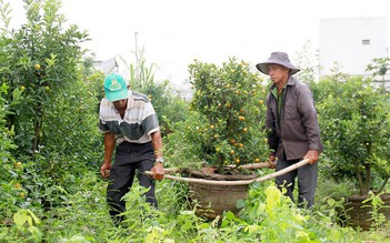 Thủ phủ quất cảnh lo... mất tết