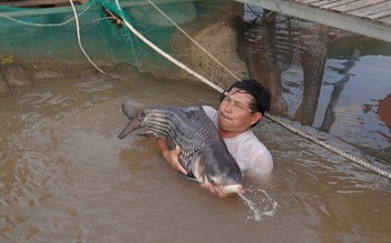 Chới với vì nước ngọt bất thường