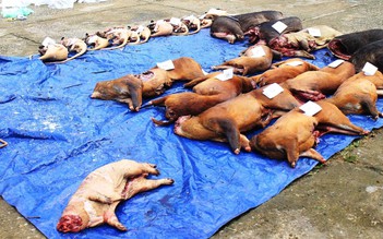 Vô cảm khi săn bắn, tiêu thụ động vật hoang dã