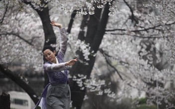 Biên đạo Hàn Quốc đưa Kiều lên sàn múa