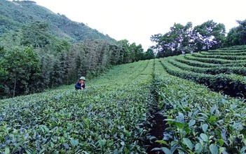 Người đi tìm màu xanh cho đất