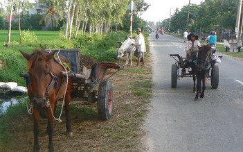 Vó ngựa vùng bán sơn