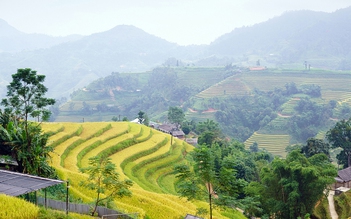 Ngắm Hoàng Su Phì rực mùa lúa chín