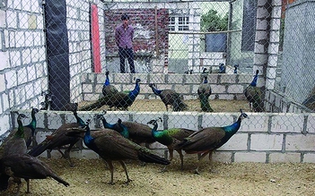 'Hái' ra tiền từ nuôi chim công Ấn Độ