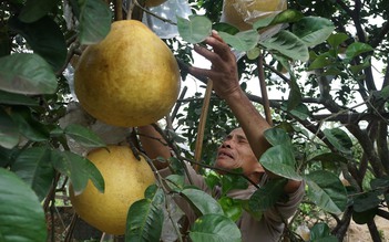 Bưởi quý tiền triệu muốn mua phải đặt trước